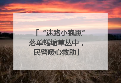“迷路小狍崽”落单蜷缩草丛中，民警暖心救助