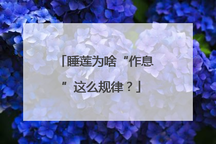 睡莲为啥“作息”这么规律？