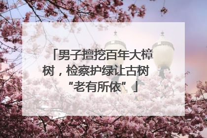 男子擅挖百年大樟树，检察护绿让古树“老有所依”
