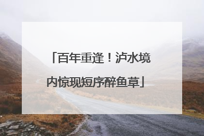 百年重逢！泸水境内惊现短序醉鱼草