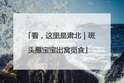 看，这里是肃北｜斑头雁宝宝出窝觅食