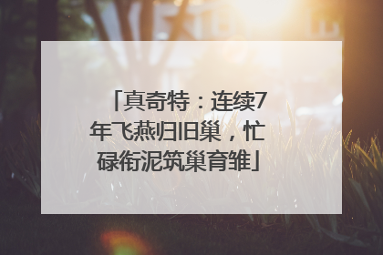 真奇特：连续7年飞燕归旧巢，忙碌衔泥筑巢育雏