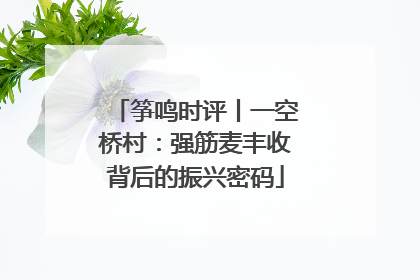筝鸣时评丨一空桥村：强筋麦丰收背后的振兴密码