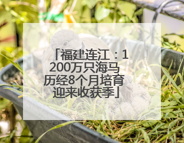 福建连江：1200万只海马历经8个月培育 迎来收获季