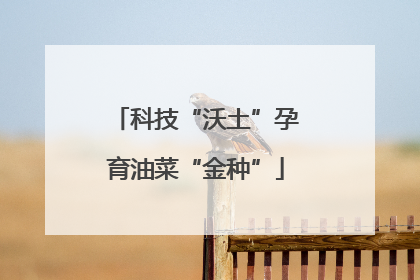 科技“沃土”孕育油菜“金种”