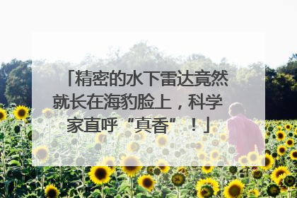 精密的水下雷达竟然就长在海豹脸上，科学家直呼“真香”！