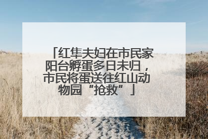 红隼夫妇在市民家阳台孵蛋多日未归，市民将蛋送往红山动物园“抢救”