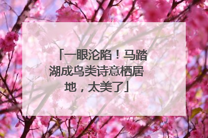 一眼沦陷！马踏湖成鸟类诗意栖居地，太美了