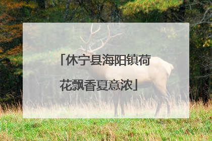 休宁县海阳镇荷花飘香夏意浓