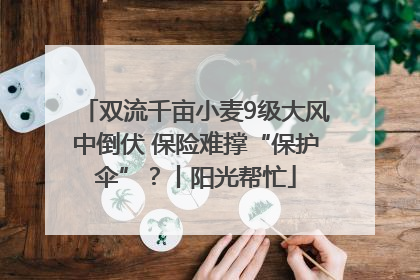 双流千亩小麦9级大风中倒伏 保险难撑“保护伞”？丨阳光帮忙