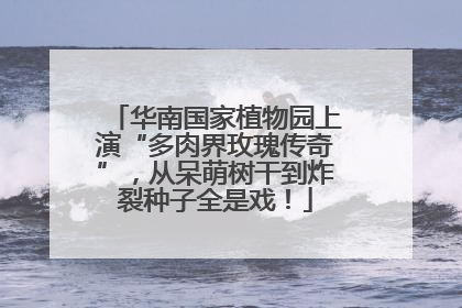 华南国家植物园上演“多肉界玫瑰传奇”，从呆萌树干到炸裂种子全是戏！