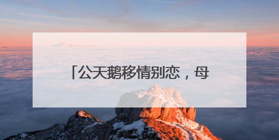 公天鹅移情别恋，母天鹅拒绝相亲，饲养员将“新欢”送走，时隔10天原配重逢