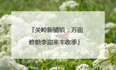 关岭新铺镇：万亩蜂糖李迎来丰收季