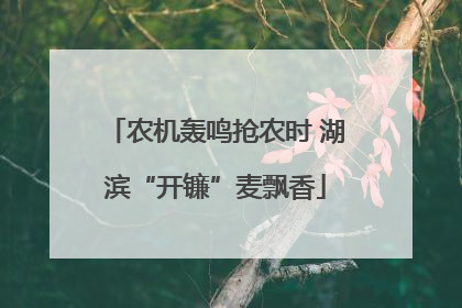农机轰鸣抢农时 湖滨“开镰”麦飘香