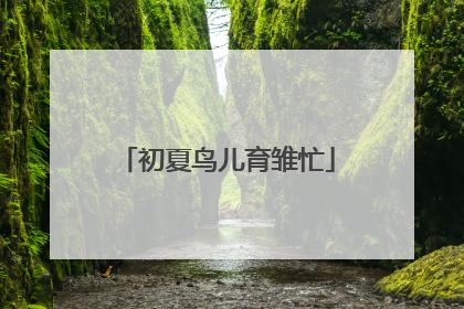 初夏鸟儿育雏忙