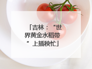 吉林：“世界黄金水稻带”上插秧忙