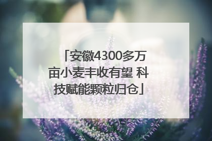 安徽4300多万亩小麦丰收有望 科技赋能颗粒归仓