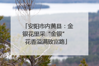 安阳市内黄县：金银花里采“金银” 花香溢满致富路