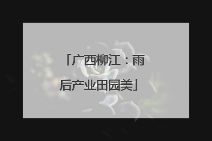 广西柳江：雨后产业田园美