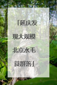 延庆发现大规模北京水毛茛群落