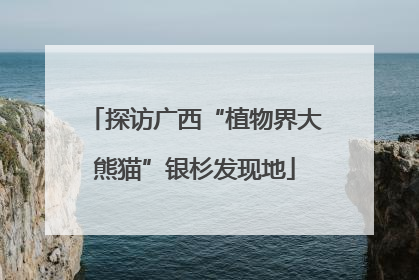 探访广西“植物界大熊猫”银杉发现地
