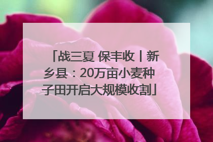 战三夏 保丰收丨新乡县：20万亩小麦种子田开启大规模收割