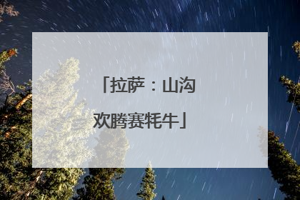 拉萨：山沟欢腾赛牦牛