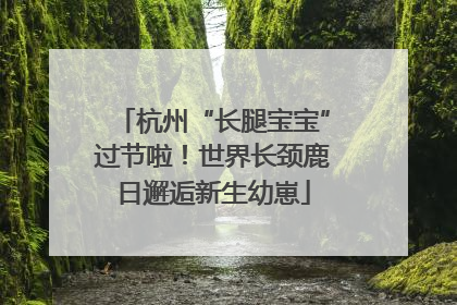 杭州“长腿宝宝”过节啦！世界长颈鹿日邂逅新生幼崽