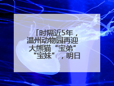 时隔近5年，温州动物园再迎大熊猫“宝弟”“宝妹”，明日正式开馆！