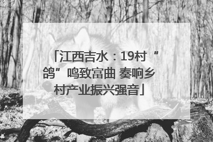 江西吉水：19村“鸽”鸣致富曲 奏响乡村产业振兴强音