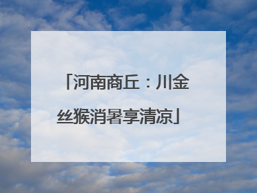 河南商丘：川金丝猴消暑享清凉