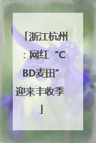 浙江杭州：网红“CBD麦田”迎来丰收季