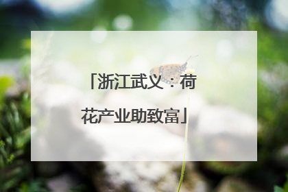 浙江武义：荷花产业助致富