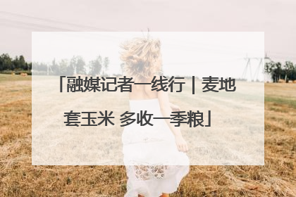 融媒记者一线行｜麦地套玉米 多收一季粮