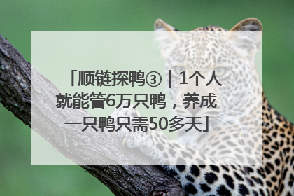 顺链探鸭③｜1个人就能管6万只鸭，养成一只鸭只需50多天