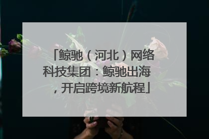 鲸驰（河北）网络科技集团：鲸驰出海，开启跨境新航程