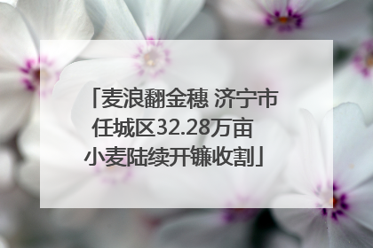 麦浪翻金穗 济宁市任城区32.28万亩小麦陆续开镰收割