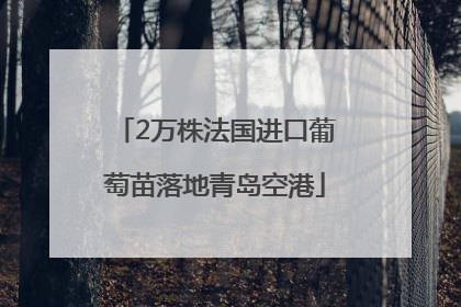 2万株法国进口葡萄苗落地青岛空港